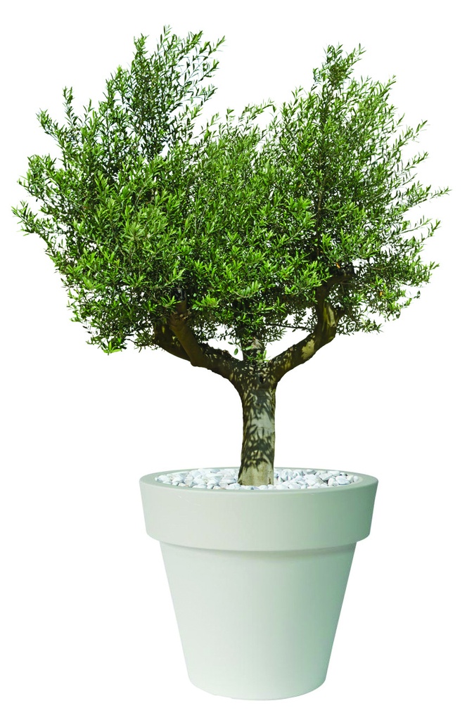 Composition végétale Pot XXL avec olivier